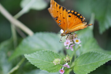 Orange butterfly posing on some flowers