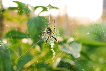 Spider argiope bruennichi on the web in the garden