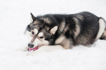 Young alaskan malamute lying and playing with violet ball in snow. Dog winter.