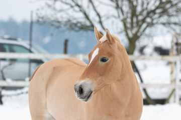 Ritratto di pony haflinger