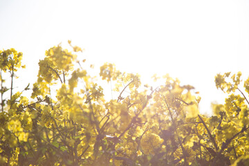 Obraz premium Rapeseed field in sunlight