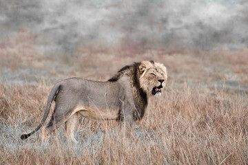 Löwe (Panthera Leo) in einer Marsch in Juli Block / Botswana