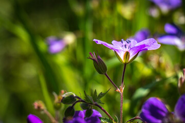 purple flowers in the garden