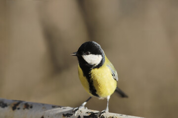  Bird tit sitting on the fence, on a blurry brown background 