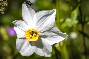 Obraz premium close up of a daffodil, white, bad aussee, austria