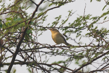 Dusky warbler (Phylloscopus fuscatus) at Rajarhat grassland, Kolkata, India