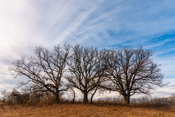 Fototapeta premium Oak trees on the meadow in autumn time