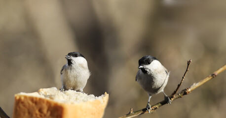 Marsh tits stand in line for bread.