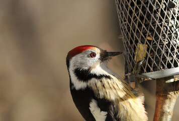 Portrait of a mottled Woodpecker, which the sun shines in the eyes and does not allow you to start emptying the feeder.