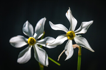 daffodils on black backlight, salzkammergut, austria