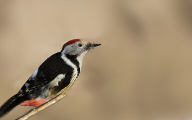 The dynamic rush of the mottled woodpecker. Portrait