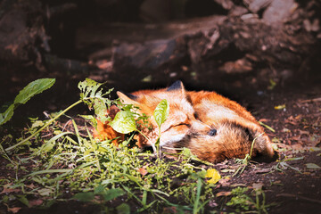 Schlafender Fuchs im freien 