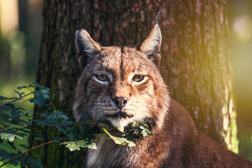 Luchs im Gegenlicht 