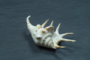 A large seashell on a dark background.