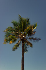 Obraz premium Palmera