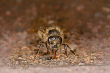 Bee, apis mellifera drinking rainwater