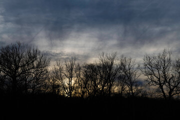 Fototapeta premium Branches an sunset 