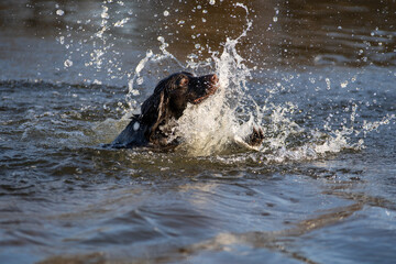 Obraz premium Polish Hunting Spaniel in the river, hunting, gun dog, swimming dog