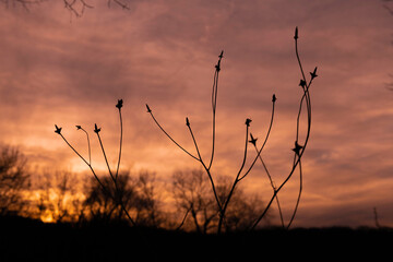 Obraz premium Branches an sunset 