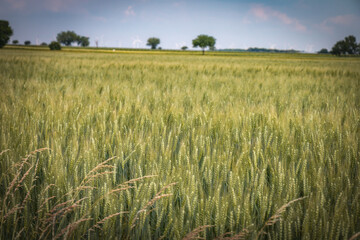 wheat field and sky, burgenland, austria