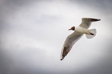 seagull in flight