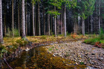 Fototapeta premium River in pine tree forest in winter time.