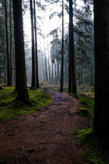 Hiking trail in forest at winter time. Tree covered with frost.