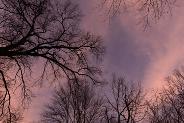 Obraz na płótnie Canvas Branches an sunset 