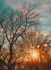 Fototapeta na wymiar Sunrise view of poplar trees on a rural farm in the winter 