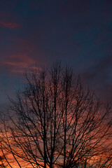 Fototapeta na wymiar Branches an sunset 