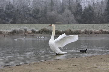 Cygne 3