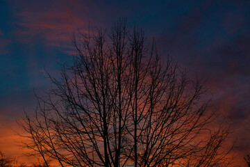 Branches an sunset
