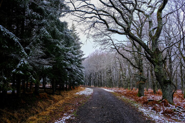 Hiking trail in forest at winter time. Tree covered with frost.