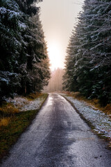 Road in the forest with fog and sunset colors