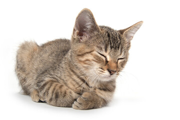 Tabby sleeping on white