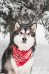 young alaskan malamute sitting in red scarf. Dog winter forest