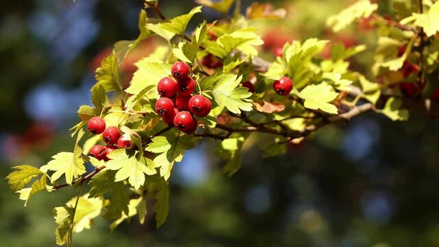Hawthorn (Crataegus monogyna) medicinal plant with ripe berries