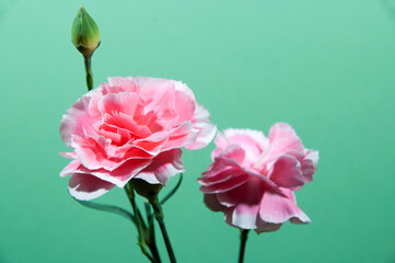 Two carnation flowers on a blue background. St. Valentine's Day.
