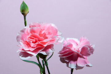 Bush carnation, Valentine's Day. Pink background.