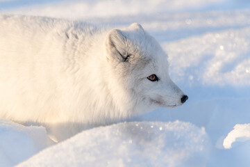 Obraz premium Side profile of one, single, alone arctic fox in a natural, snowy, winter setting with orange eyes. Fluffy, adorable and wild foxes. 