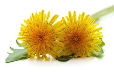 Dandelion with leaves.