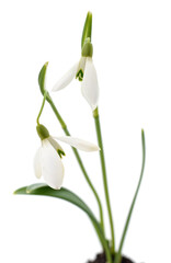 Fototapeta premium Germinating leaves snowdrops.