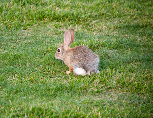 Fototapeta premium Desert Cotton Tail, Sonata Park, Henderson, NV.