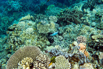 Naklejka na ściany i meble The coral reef in Togian islands
