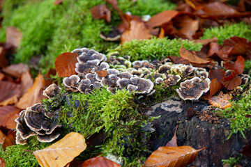 Mushrooms and moss on a old tree trunk in autumn