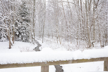 Winter forest covered with snow and a small river in Finland in Espoo. Scandinavian nature.