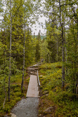 Pathway through a forest in Norway