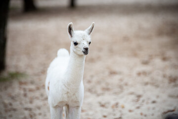 Fototapeta premium white llama portrait