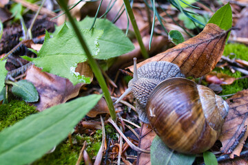 snail on a leaf
