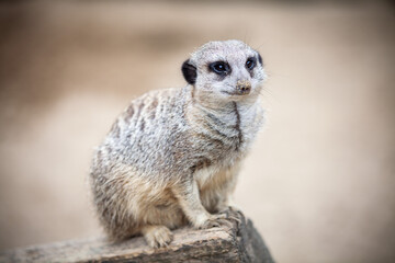 meerkat on guard